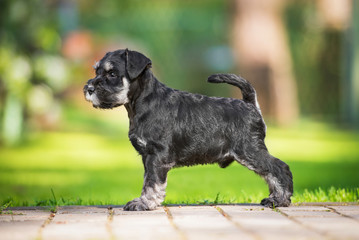 Miniature Schnauzer puppy in summer