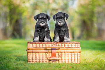 Two miniature schnauzer puppies standing on a suitcase