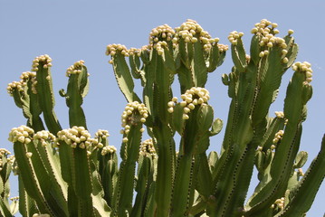 grote bloeiende cactusplant 