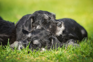 Two adorable miniature schnauzer puppies sleeping