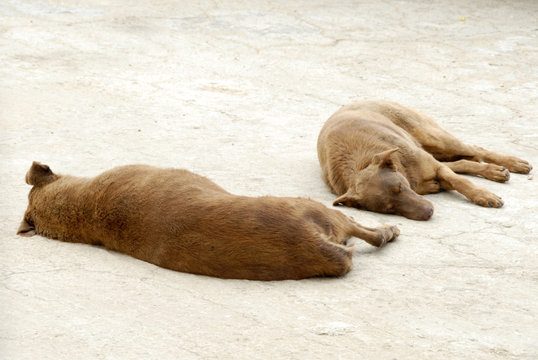 sleeping dogs