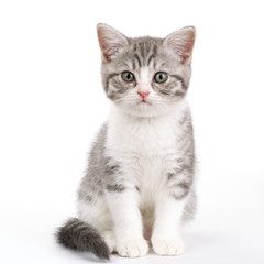 Gray kitten sitting on white background and looks directly. 
