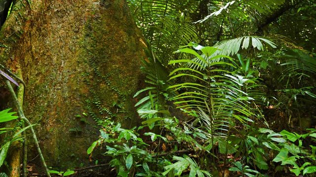 Massive bole of a mature, tropical tree, standing in a tropical rainforest wilderness with palms and other trees and plants all around. 4k video