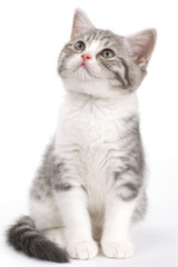 Gray kitten sitting on white background and looking to the side.