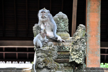 Inhabitants of Bali Sacred Monkey Forest