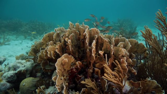 Unterwasser - Riff - Koralle - Schwamm - Tauchen - Curacao - Karibik