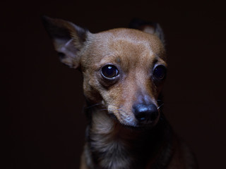 Portrait of beautiful toy terrier on a dark background.