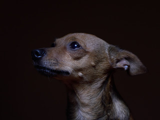 Portrait of beautiful toy terrier on a dark background.