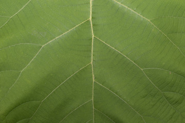 green leaf texture and sun