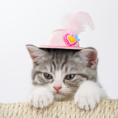 Grey the striped Scottish cat in a decorative hat with a feather