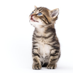 Grey striped kitten sits on a white background.
