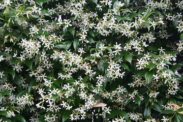 Gelsomino bianco in fiore