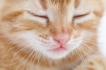 Auburn striped kitten photographed close-up. A cat's muzzle.