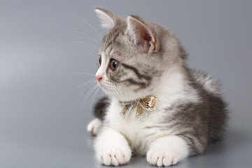 Grey kitten with a bow on his neck sitting on a grey background.
