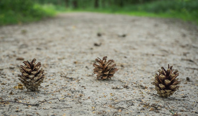 three pine cones on the side