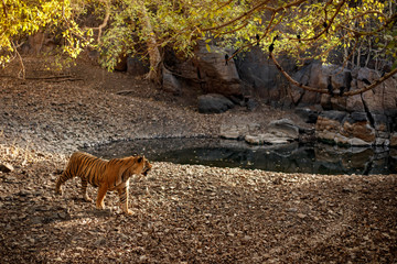 Big beautiful tiger male stands in the amazing emerald forest/wild animal in the nature habitat/India