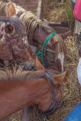 Three Horse