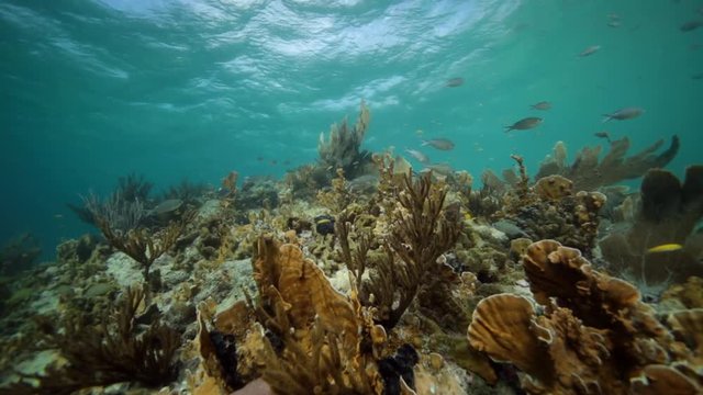 Unterwasser - Riff - Koralle - Schwamm - Seefächer - Tauchen - Curacao - Karibik
