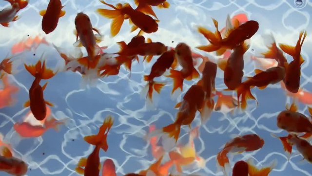 Goldfish(Oranda) in an aquarium