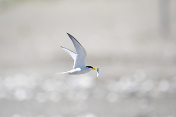 魚を運ぶコアジサシ(Little Tern)