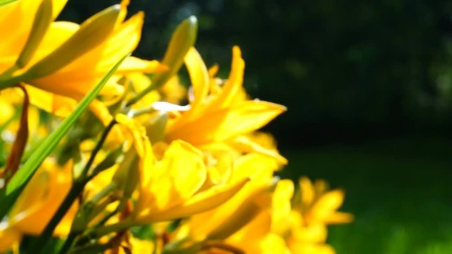 Slider shot of yellow daylilys growing in front of wooden house