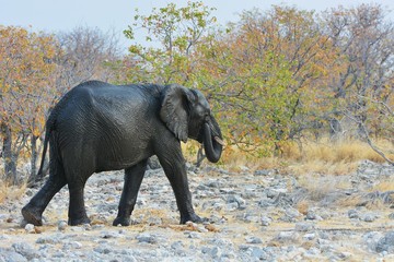 Fototapeta premium Afrikanischer Elefant (Loxodonta africana) im Etosha Nationalpark