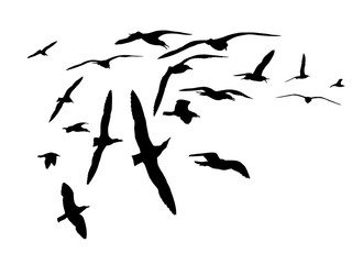 Flock of seagull