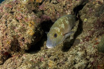 Sweetlips resting in the coral reef, Mozambique
