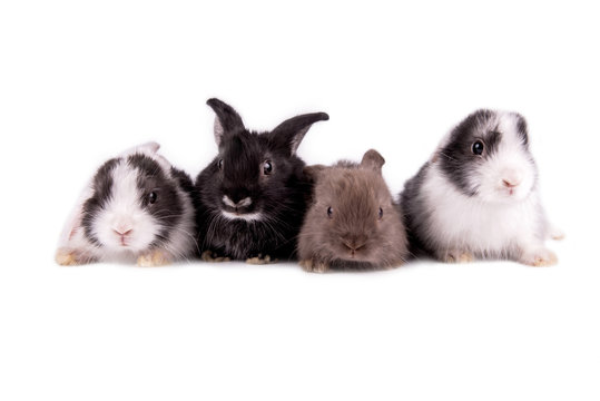 Four of the rabbit isolated on white background.