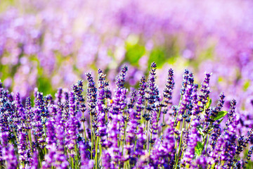 Obraz premium lavender purple field of flowers closeup. concept background. Provence