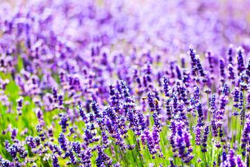 lavender purple field of flowers closeup. concept background. Provence