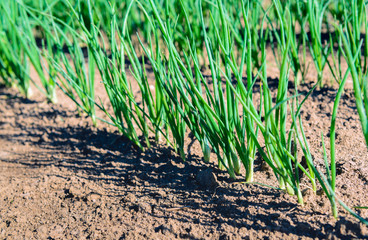 Sown onions plants growing in long rows from close