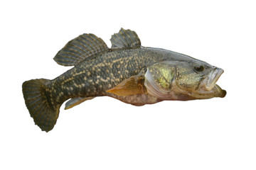 Small predatory fish. The isolated view.