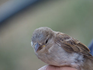 Sparrow Bird in hand being measured in Zaragoza Spain