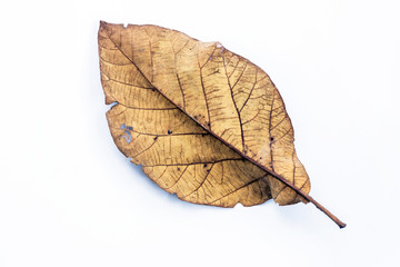 Closeup of dry leaf isolated on white background.