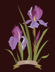 Iris flowers bouquet spring card on black background, place for text. Vector