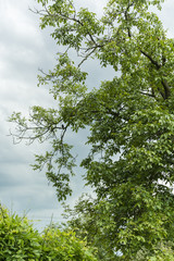 Black basket on a branch of walnut