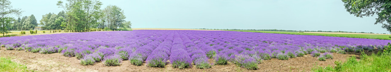 Field of mauve, purple Lavandula angustifolia, lavender