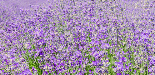 Obraz premium Field of mauve, purple Lavandula angustifolia, lavender.