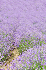Fototapeta na wymiar Field of mauve, purple Lavandula angustifolia, lavender.