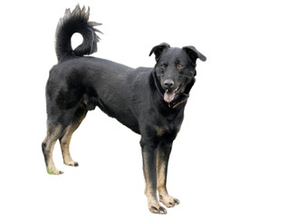 Obraz premium Big black dog on a white background.