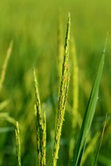 Fototapeta na wymiar Close up of green paddy rice. Green ear of rice in paddy rice field