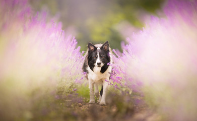 Border Collie Approaching between Two Rows of Flowering Lavender - soft violet version 