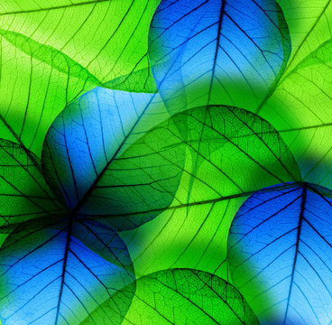 Macro green and blue leaf