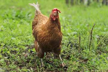 brown chicken feeding in livestock farm