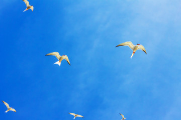 Gull Cormorant in the blue sunny sky background