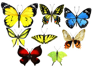 Obraz na płótnie Canvas watercolor butterfly
