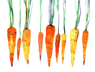 Fototapety  akwarela ręcznie malowana marchewka