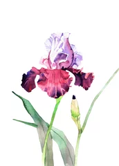 Foto op Plexiglas watercolor iris flower © shat88