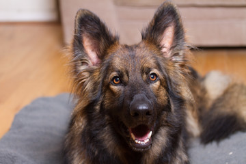 German Shepherd Dog indoors looking at camera.